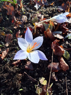 Crocus speciosus