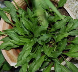 DSC_0034_Saishu_Jima1.jpg