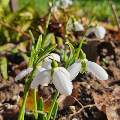 Three Ships 20251209_131229.jpg