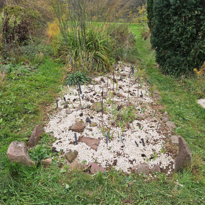 Irispflanzung pupur Päonien 20251013_164521.jpg