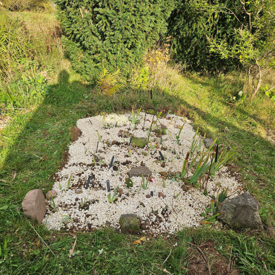 weiße Irispflanzung 20250929_172941.jpg