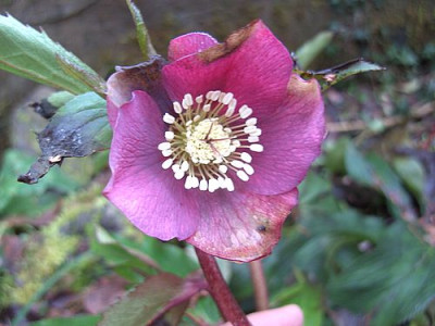 Helleborussaemling_fars_2008.jpg