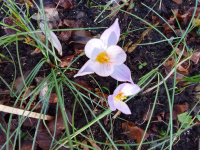 Crocus speciosus