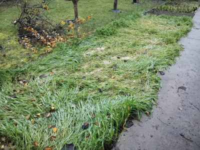 Gründünger 20251210.jpeg