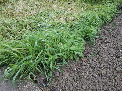 Sandhafer Phacelia 20251210.jpeg