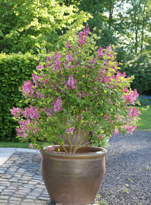 Syringa meyeri 'Tinkerbelle'
