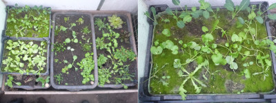 20240115_Höhepunkt Algenwachstum