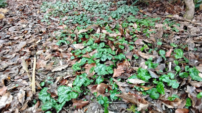 Aussaat vor drei Jahren