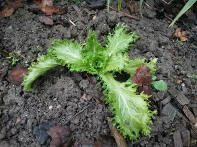 Frissee 20251210.jpeg