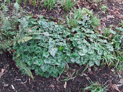 Cyclamen hederifolium