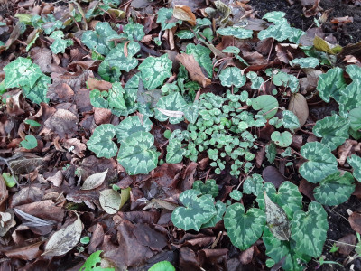 Cyclamen hederifolium