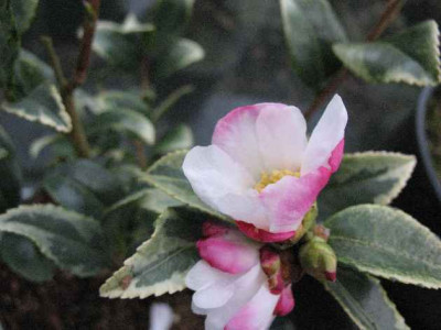 Camellia_sasanqua_variegata.JPG