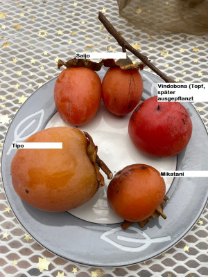 Saijo Mika Tipo Vindo 25.jpg