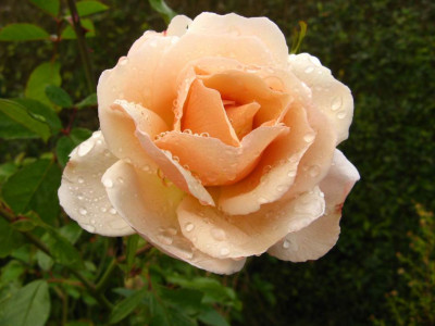 Martine_Guillot.JPG
