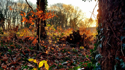 Mückentanz in der Abendsonne ( leider nicht zu sehen)