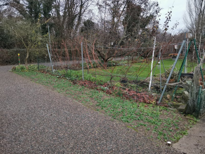 Feldsalat Beet 20251210.jpeg