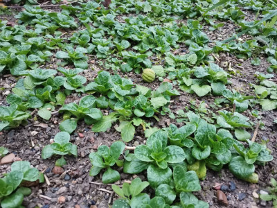 Feldsalat 20251210.jpeg