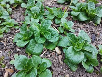 Feldsalat groß 20251210.jpeg