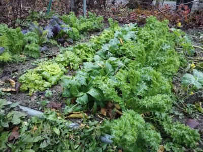 Asiagreens 20251210.jpeg