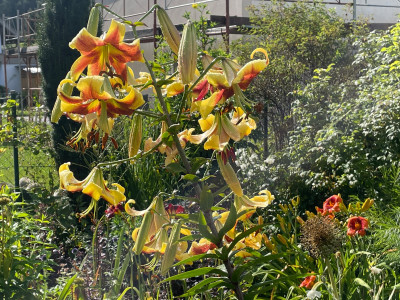 Lilium hybr. Robert Swanson