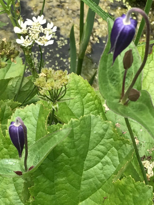 Clematis integrif., Orlaya, Darmer (1).JPG