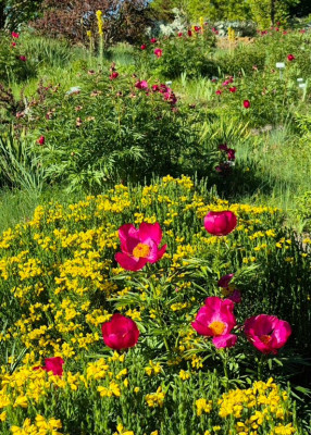 20250519_220928 Paeonia x smouthii.jpg