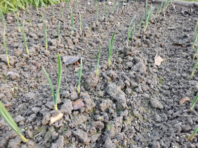 Boden grün Winter.jpeg