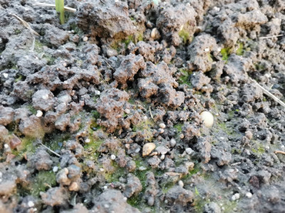 Boden grün Winter Algen.jpeg