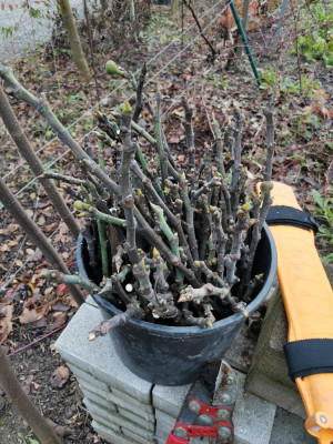 Feige Steckhölzer.jpeg