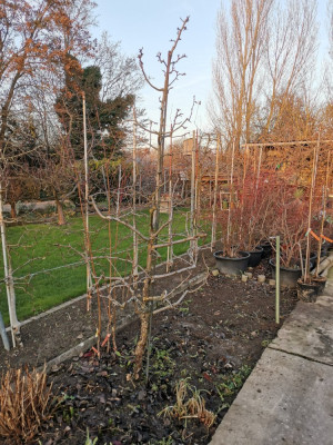 Birne Novembra Quitte C 20251215.jpeg