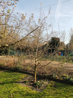 Birne Novembra 10Jahre 20241130.jpeg