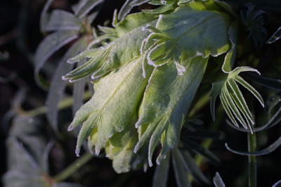Blute_von_Helleborus_foet..JPG