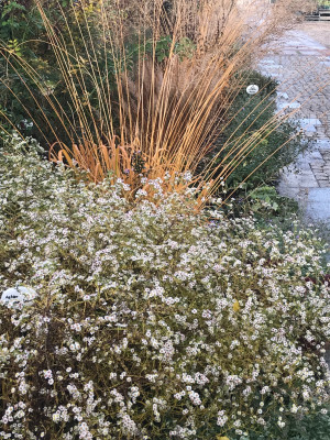 Aster ´Schneetanne´ (2).JPG