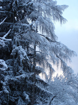 schnee1.jpg