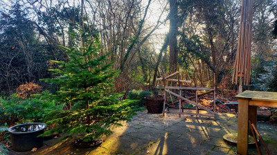 Weihnachtsbaum in spe /  Brennholzproduktion