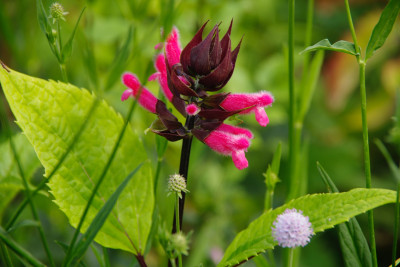 Salvia oxyphora (3).JPG