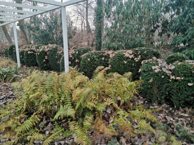 Ebertpark 20251216_1.jpeg