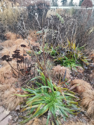 Ebertpark 20251216_4.jpeg