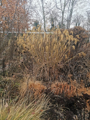 Ebertpark 20251216_5.jpeg