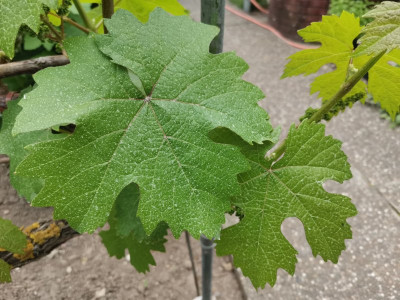 Spritzbild Rebe.jpeg