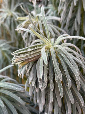 gefrorene Wasserperlen