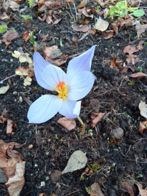 C. Speciosus bei 5..6°C