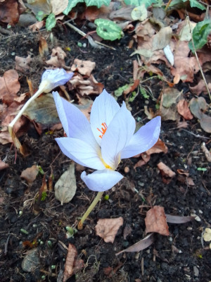 Crocus speciosus