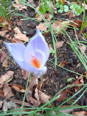 Crocus speciosus