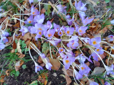 Crocus speciosus Ende Okt...Anf.Nov.