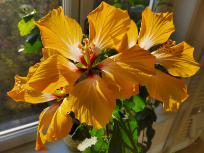 Hibiskus Blush 3.jpg