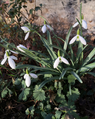 Galanthus bursanus