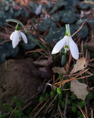 Galanthus cilicicus