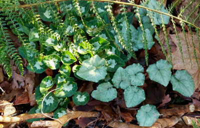 Hederifolia ( Silverleaf / Silvershield)