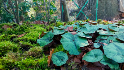 Libanoticum , mit schützenden Mooskragen